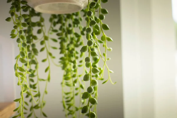 Senecio Rowleyanus 'un evi. Plant detayları bırakıyor. Yuvarlak incili yapraklar dizisi bitkiyi yakınlaştırıyor. Uzayı kopyala Dikey çekim.