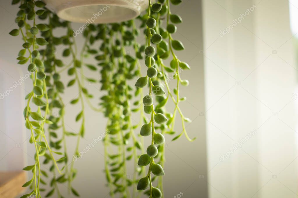 Senecio rowleyanus house Plant leaves detail. String of Pearls rounded leaves plant close up. Copy space. Vertical shot.