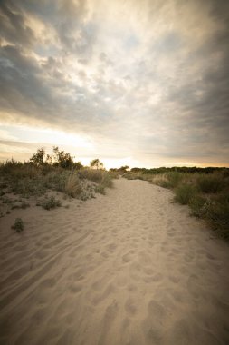 Porto Caleri sahil botanik bahçesindeki kum yolu ve Veneto, İtalya 'daki vahşi plaj. Dikey çekim.