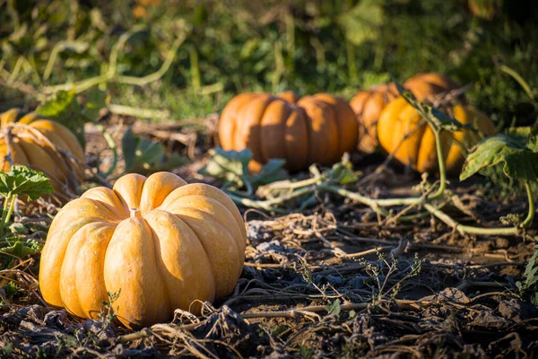 Pumpkins Zöld Foltban Vagy Benyújtott Szelektív Fókusz Toszkána Olaszország — Stock Fotó