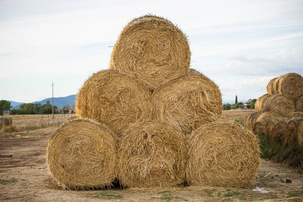 Feno Trigo Pirâmide Bolas Redondas Paisagem Livre Colheita Verão Colheita — Fotografia de Stock