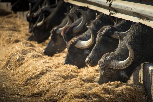 Buffaloes eating hay. Italian mediterranean buffalo livestock. Side view, selective focus.