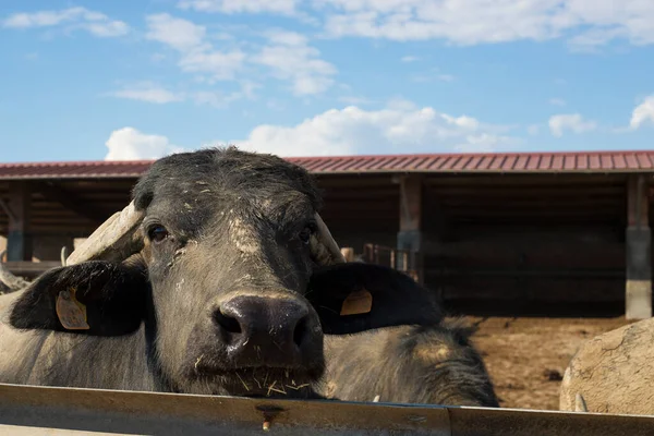 Búfalo Mediterráneo Italiano Adulto Mirando Cámara Cobertizo Vacas Aire Libre — Foto de Stock