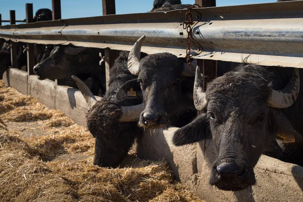 Búfalos Mediterráneos Italianos Adultos Mirando Cámara Cobertizo Vacas Ganado Italiano — Foto de Stock