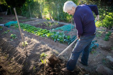 70 yaşında bir adam bahçesinde kürekle sebze yetiştiriyor.