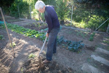 70 yaşında bir adam bahçesinde kürekle sebze yetiştiriyor.