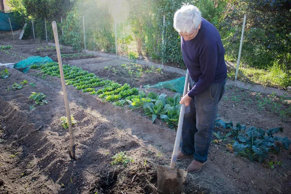 70 yaşında bir adam bahçesinde kürekle sebze yetiştiriyor. İşaret fişeği ve ışık sızıntısı.