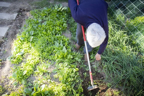 Bahçesinde çalışan yaşlı bir adam ve kürekle salata yetiştiriyor. Yüksek açı, üst görünüm.
