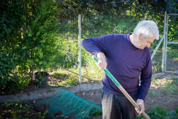 70 yaşında bir adam bahçesinde kürekle sebze yetiştiriyor.