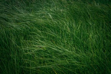 rüzgarda tarlada yeşil çim