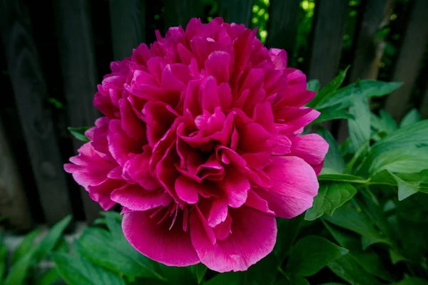 Pivoine Rouge Dans Jardin Printemps — Photo