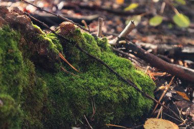 Ağaçta yeşil yosun