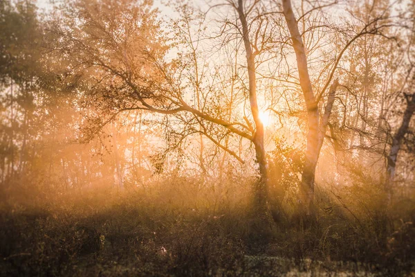 Baum Nebel Bei Sonnenaufgang — Stockfoto