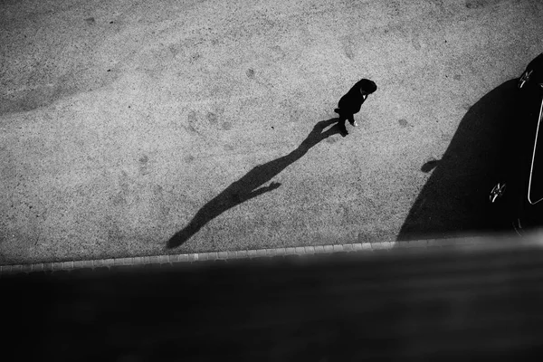 Jonge Knappe Bruidegom Wandelen Weergave Van Bovenaf — Stockfoto