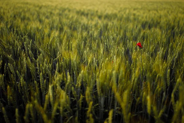 Campo Grano Verde Natura — Foto Stock