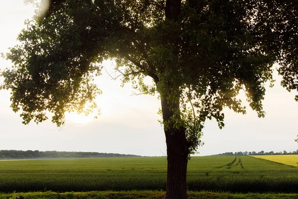 Campo Grano Verde Natura — Foto Stock