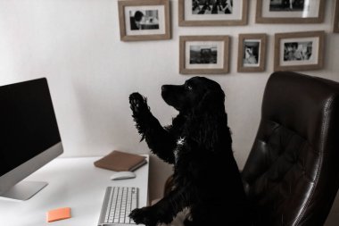 Ofisinde dizüstü bilgisayarı olan sevimli bir köpek.