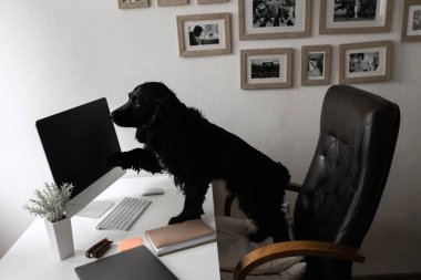 Ofisinde dizüstü bilgisayarı olan sevimli bir köpek.