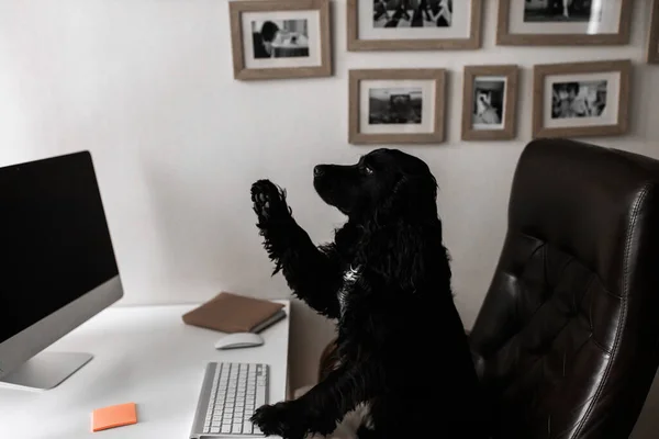 cute dog with a laptop in office