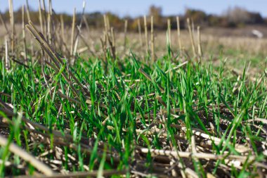 güneşli bir yeşil alan