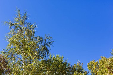 Sonbahar ağaçları gökyüzüne karşı