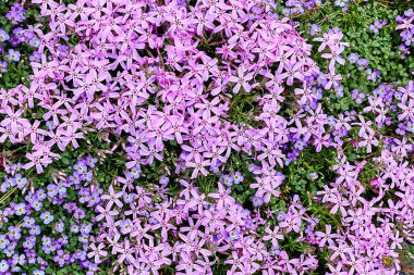 Bahar bahçesinin dokusu küçük mor ve pembe çiçekler