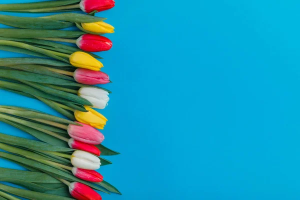 Tarjeta Felicitación Con Tulipanes Colores Sobre Fondo Azul — Foto de Stock