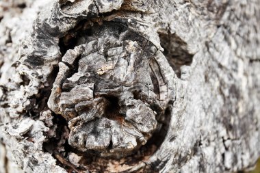 Seçici odak merkezi kurumuş ağaç kabuğu ağaç güdük doku arka plan lekeli ve kırık hattı ile eski yaşlı