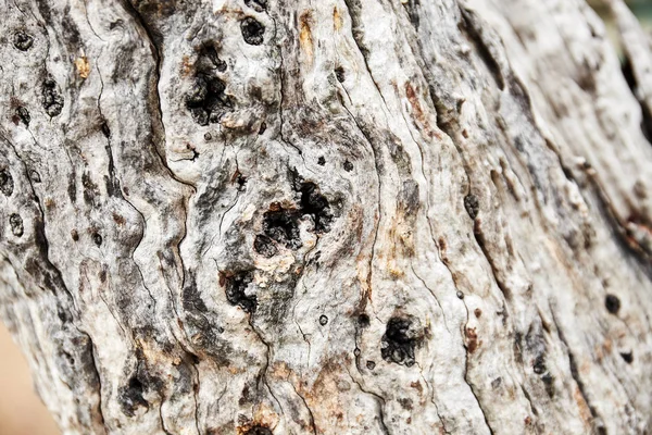 Selektiver Fokus Der Mitte Des Alten Alters Von Getrockneter Baumrinde — Stockfoto