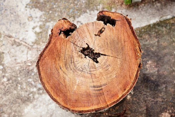 Baumschnitt Stumpf Aus Rotem Hartholz Der Die Struktur Der Jahresringe — Stockfoto