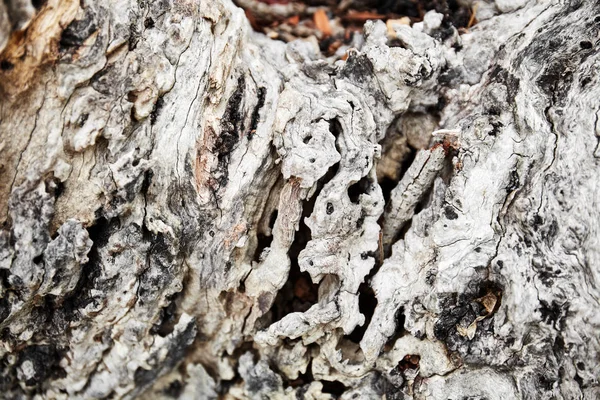 Selektiver Fokus Der Mitte Des Alten Alters Von Getrockneter Baumrinde — Stockfoto