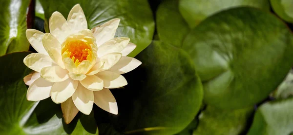 Beautiful yellow lotus with yellow pollen in the center is blooming with green leaves in the pond, yellow lotus also called waterlily with copy space. Design for banner, web header, brochure.