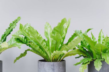 Bir vazo ile uzun yeşil dalgalı güzel bitki büyümesi için saksı Houseplant dekorasyon bırakır.