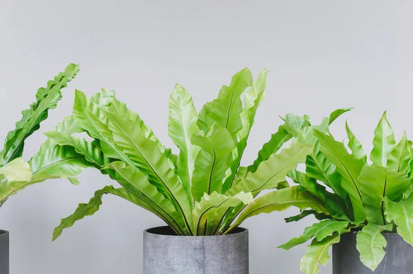 Een Vaas Met Mooie Plant Met Lange Groene Golvende Laat — Stockfoto