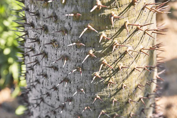 Espinas Primer Plano Del Tronco Cactus Espinas Espinas Del Tronco — Foto de Stock