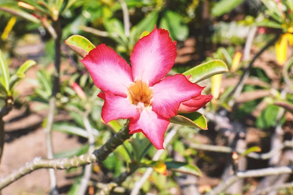 沙漠玫瑰花或花在红色粉红色绽放 树枝模糊的背景 — 图库照片