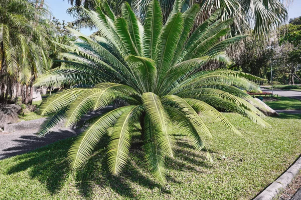 Naturalny Zielony Cycas Bush Zielone Palmy Długich Liści Ogrodzie Tropikalne — Zdjęcie stockowe