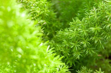 Genç yeşil bahçede büyüyen bitki yaprakları.