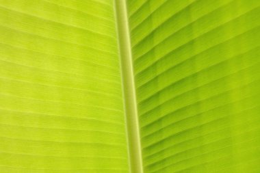 Soyut doğa arka plan, muz yaprak yapı doku portre.