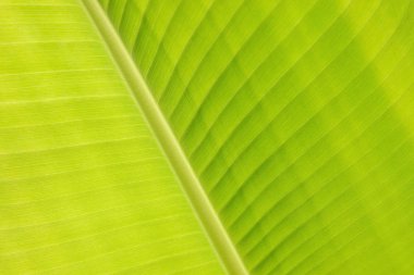Doğa duvar kağıdı, yakın çekim yeşil muz yaprak damarı ve dokulu yüzeyi bir parçası.