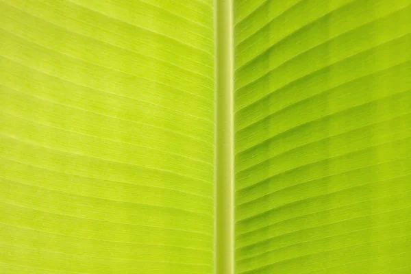 Close-up part of banana leaf structure textured, Abstract nature background. Macro photography.