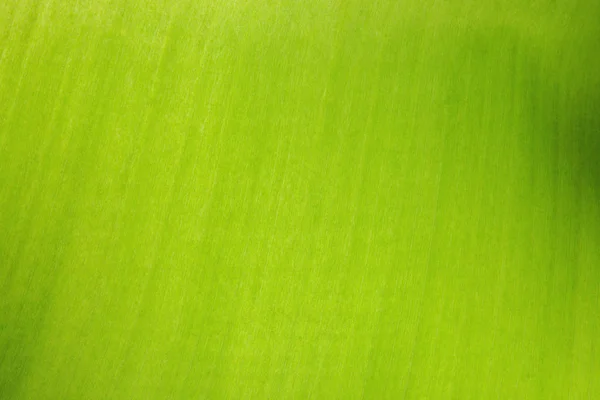 绿叶纹理与结构光滑和颗粒表面 抽象自然背景 — 图库照片