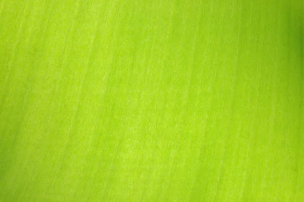 Abstrakte Bananengrün Blatt Textur Hintergrund Mit Struktur Detail Glatt Mit — Stockfoto