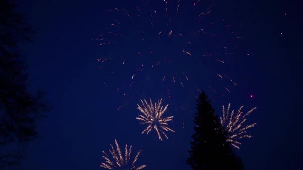 Belo show de fogos de artifício no céu noturno — Vídeo de Stock