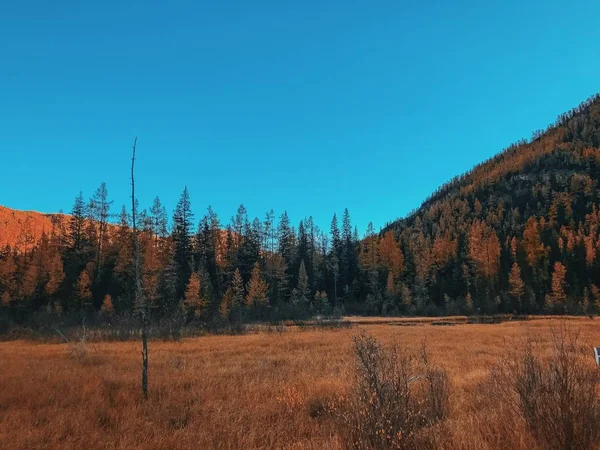 Paisaje otoñal con montañas y árboles. Cielo azul y pinos naranjas . — Foto de Stock