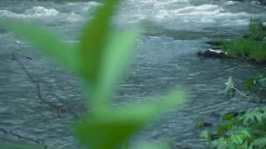 Dağ nehri suyu ve yakın çekim. Su taşları dövüyor. Nehirden çıkan yalnız yeşil bitki. 4k videosundaki nehrin hızlı akışı.