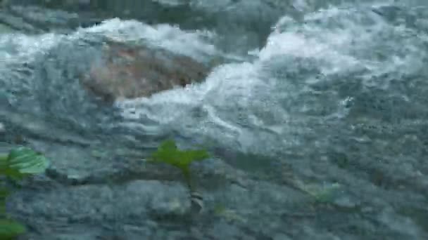 Eau de rivière de montagne avec gros plan rapide. L'eau bat sur les pierres. plante verte solitaire poussant hors de la rivière. Le débit rapide de la rivière en vidéo 4k.