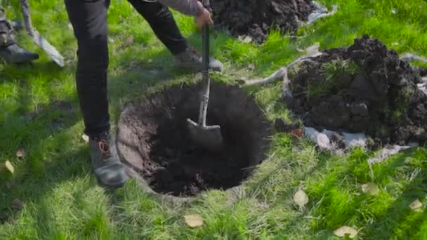 若い松を植える。作業員が緑の木の穴を掘る。生態学の回復。シャベルが地面を掘っている. — ストック動画