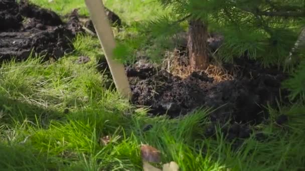 Het planten van een jonge boom. Een dennenboom geplant in het bos. — Stockvideo