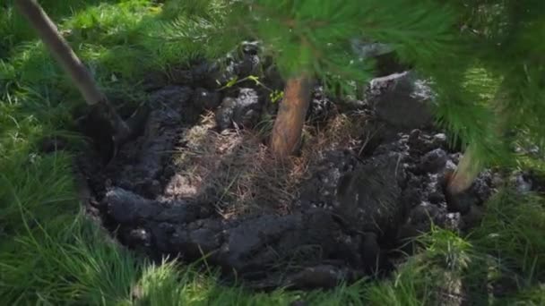 Sázet mladé borovice. Dělník dělá díru do zeleného stromu. Ekologická obnova. Lopata kope do země. — Stock video